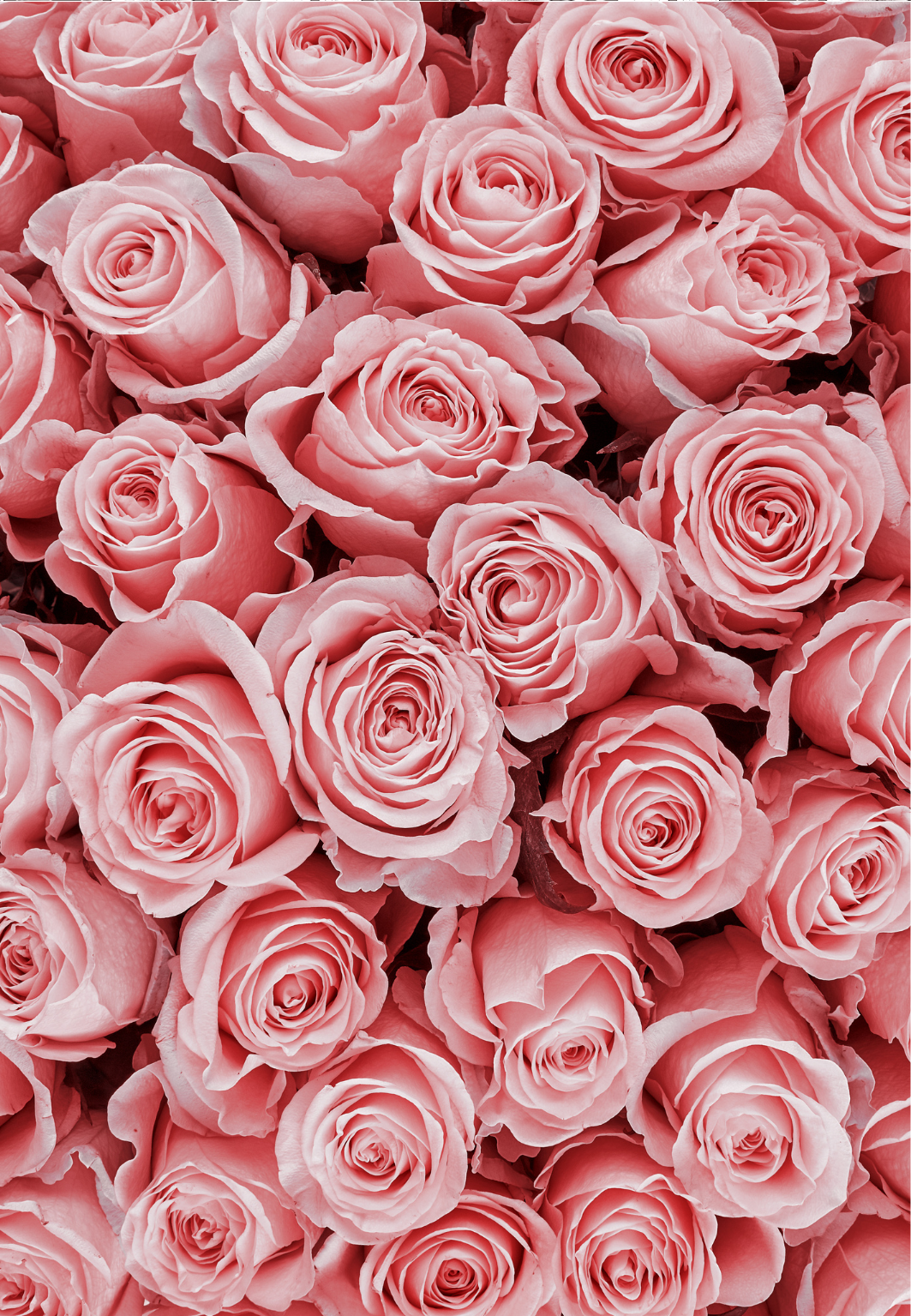 D39 CHRISTMAS COLLECTION 2024 - CLAY TRANSFERS